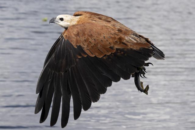 A Gaviao-Belo, Black-collared Hawk, (Busarellus nigricollis) flies over the Pantanal, a key region along birds' migratory routes in the Americas, in the municipality of Miranda in Mato Grosso do Sul state, Brazil on March 20, 2026. (Photo by Pablo PORCIUNCULA / AFP)