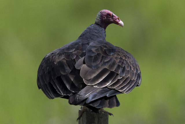Urubu de cabeca vermelha, Turkey vulture, (Cathartes aura) is pictured in the Pantanal, a key region along birds' migratory routes in the Americas, in the municipality of Miranda in Mato Grosso do Sul state, Brazil on March 20, 2026. (Photo by Pablo PORCIUNCULA / AFP)