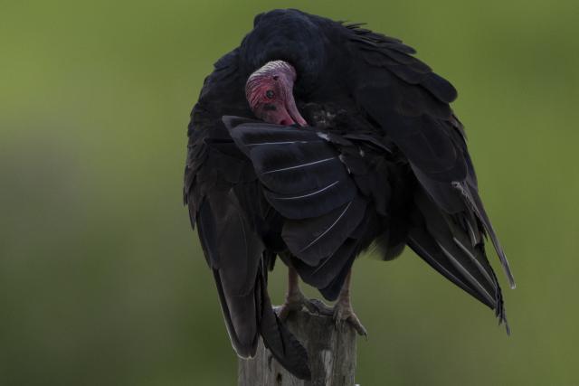 Urubu de cabeca vermelha, Turkey vulture, (Cathartes aura) is pictured in the Pantanal, a key region along birds' migratory routes in the Americas, in the municipality of Miranda in Mato Grosso do Sul state, Brazil on March 20, 2026. (Photo by Pablo PORCIUNCULA / AFP)
