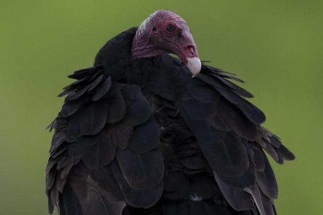 Urubu de cabeca vermelha, Turkey vulture, (Cathartes aura) is pictured in the Pantanal, a key region along birds' migratory routes in the Americas, in the municipality of Miranda in Mato Grosso do Sul state, Brazil on March 20, 2026. (Photo by Pablo PORCIUNCULA / AFP)