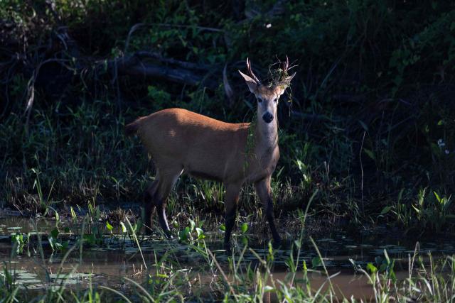 Cervo do pantanal, Marsh deer, (Blastocerus dichotomus) is pictured in the Pantanal, a key region along migratory routes in the Americas, in the municipality of Miranda in Mato Grosso do Sul state, Brazil on March 20, 2026. (Photo by Pablo PORCIUNCULA / AFP)
