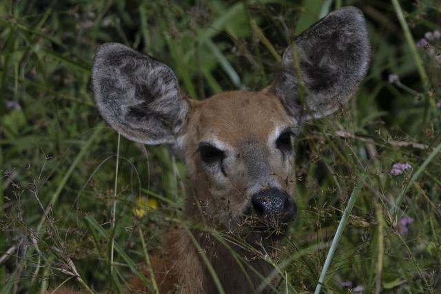 Cervo do pantanal, Marsh deer, (Blastocerus dichotomus) is pictured in the Pantanal, a key region along migratory routes in the Americas, in the municipality of Miranda in Mato Grosso do Sul state, Brazil on March 20, 2026. (Photo by Pablo PORCIUNCULA / AFP)
