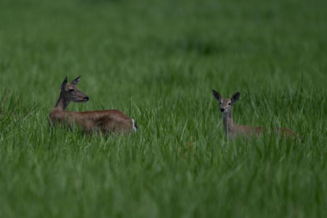 Cervos do pantanal, Marsh deers, (Blastocerus dichotomus) are pictured in the Pantanal, a key region along migratory routes in the Americas, in the municipality of Miranda in Mato Grosso do Sul state, Brazil on March 20, 2026. (Photo by Pablo PORCIUNCULA / AFP)