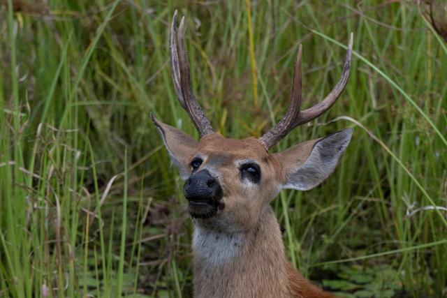 Cervo do pantanal, Marsh deer, (Blastocerus dichotomus) is pictured in the Pantanal, a key region along migratory routes in the Americas, in the municipality of Miranda in Mato Grosso do Sul state, Brazil on March 20, 2026. (Photo by Pablo PORCIUNCULA / AFP)
