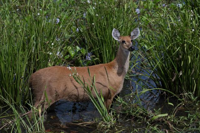 Cervo do pantanal, Marsh deer, (Blastocerus dichotomus) is pictured in the Pantanal, a key region along migratory routes in the Americas, in the municipality of Miranda in Mato Grosso do Sul state, Brazil on March 20, 2026. (Photo by Pablo PORCIUNCULA / AFP)