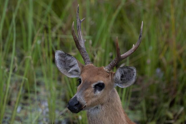 Cervo do pantanal, Marsh deer, (Blastocerus dichotomus) is pictured in the Pantanal, a key region along migratory routes in the Americas, in the municipality of Miranda in Mato Grosso do Sul state, Brazil on March 20, 2026. (Photo by Pablo PORCIUNCULA / AFP)