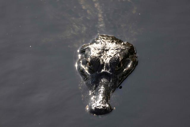 Jacare do pantanal, Yacare caiman (Caiman yacare) is pictured in the Pantanal, a key region along migratory routes in the Americas, in the municipality of Miranda in Mato Grosso do Sul state, Brazil on March 20, 2026. (Photo by Pablo PORCIUNCULA / AFP)
