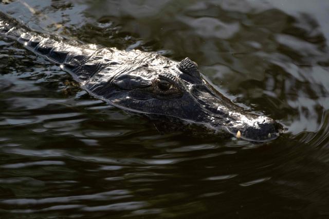 Jacare do pantanal, Yacare caiman (Caiman yacare) is pictured in the Pantanal, a key region along migratory routes in the Americas, in the municipality of Miranda in Mato Grosso do Sul state, Brazil on March 20, 2026. (Photo by Pablo PORCIUNCULA / AFP)