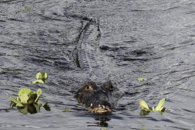 Jacare do pantanal, Yacare caiman (Caiman yacare) is pictured in the Pantanal, a key region along migratory routes in the Americas, in the municipality of Miranda in Mato Grosso do Sul state, Brazil on March 20, 2026. (Photo by Pablo PORCIUNCULA / AFP)