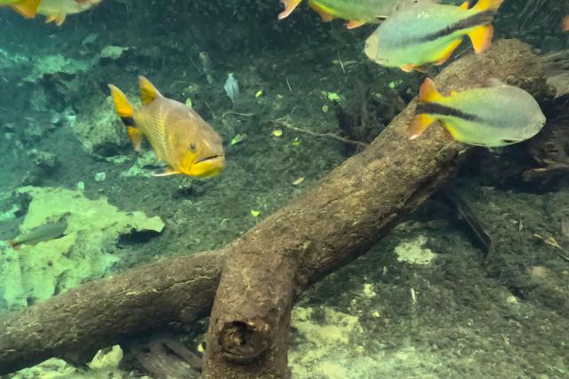 A Dourado (L), Golden dorado (Salminus maxillosus -Valenciennes-) is pictured on the Rio da Prata in the Pantanal, a key region along migratory routes in the Americas, in the municipality of Jardim in Mato Grosso do Sul state, Brazil on March 19, 2026. (Photo by Pablo PORCIUNCULA / AFP)