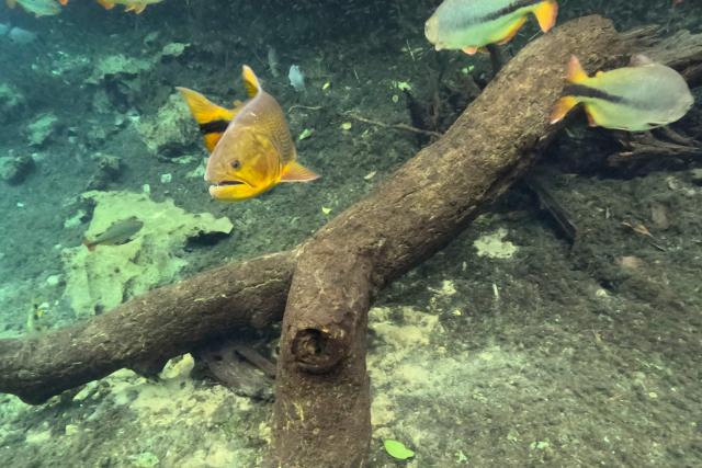 A Dourado, Golden dorado (Salminus maxillosus -Valenciennes-) is pictured on the Rio da Prata in the Pantanal, a key region along migratory routes in the Americas, in the municipality of Jardim in Mato Grosso do Sul state, Brazil on March 19, 2026. (Photo by Pablo PORCIUNCULA / AFP)