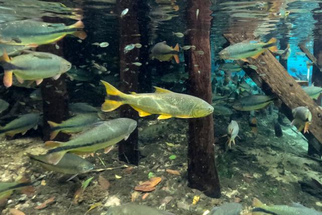A Dourado (C), Golden dorado (Salminus maxillosus -Valenciennes-) is pictured on the Rio da Prata in the Pantanal, a key region along migratory routes in the Americas, in the municipality of Jardim in Mato Grosso do Sul state, Brazil on March 19, 2026. (Photo by Pablo PORCIUNCULA / AFP)
