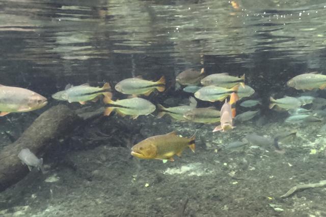 A Dourado (C), Golden dorado (Salminus maxillosus -Valenciennes-) is pictured on the Rio da Prata in the Pantanal, a key region along migratory routes in the Americas, in the municipality of Jardim in Mato Grosso do Sul state, Brazil on March 19, 2026. (Photo by Pablo PORCIUNCULA / AFP)