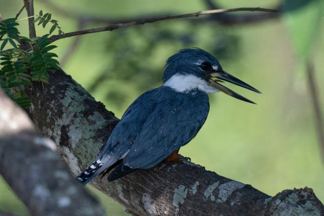 A martin pescador grande, ringed kingsisher (Megaceryle torquata)is pictured at the Pantanal, a key region along birds' migratory routes in the Americas, in the municipality of Miranda in Mato Grosso do Sul state, Brazil on March 20, 2026. (Photo by Pablo PORCIUNCULA / AFP)