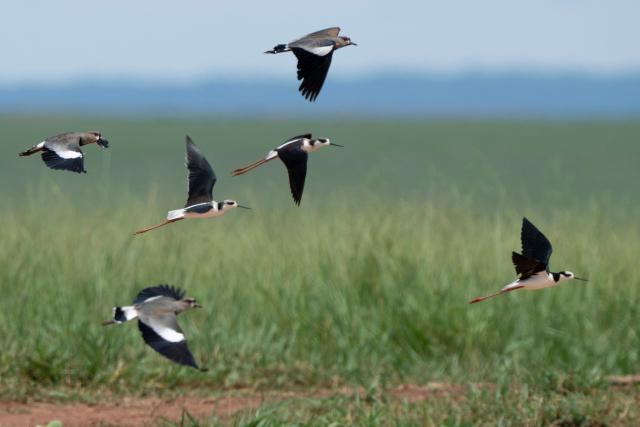 Three black necked stilts (Himantopus mexicanus) are seen flying surronded by southern lapwings (Vanellus chilensis) at the Pantanal, a key region along birds' migratory routes in the Americas, in the municipality of Miranda in Mato Grosso do Sul state, Brazil on March 20, 2026. (Photo by Pablo PORCIUNCULA / AFP)