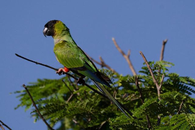 A principe negro, nanday parakeet (Aratinga nenday) is pictured at the Pantanal, a key region along birds' migratory routes in the Americas, in the municipality of Miranda in Mato Grosso do Sul state, Brazil on March 20, 2026. (Photo by Pablo PORCIUNCULA / AFP)