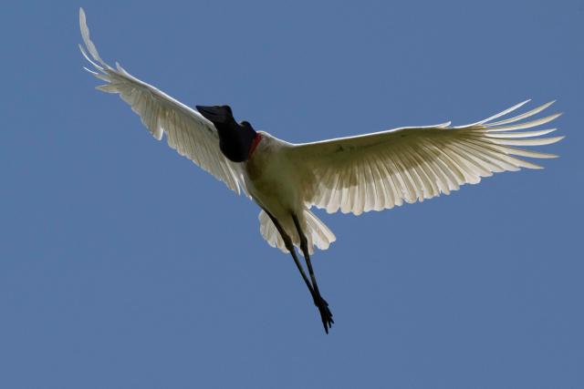 A tuiuiu, jaribu stork (Jabiru mycteria) is pictured at the Pantanal, a key region along birds' migratory routes in the Americas, in the municipality of Miranda in Mato Grosso do Sul state, Brazil on March 20, 2026. (Photo by Pablo PORCIUNCULA / AFP)