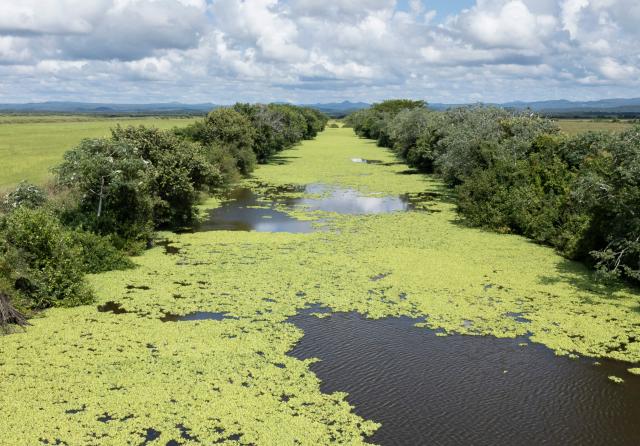 General view of water management canals at the Fazenda San Francisco at the Pantanal, a key region along birds' migratory routes in the Americas, in the municipality of Miranda in Mato Grosso do Sul state, Brazil on March 20, 2026. (Photo by Pablo PORCIUNCULA / AFP)