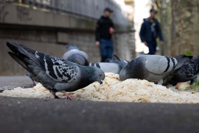 Pigeons peck at soft bread on a sidewalk in Paris on March 21, 2026. (Photo by JOEL SAGET / AFP)