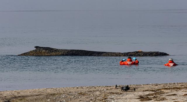 Members of the Institute of Terrestrial and Aquatic Wildlife Research (ITAW), monitor a stranded whale at the Timmendorfer Beach, northern Germany on March 23, 2026. (Photo by Ulrich Perrey / dpa / AFP) / Germany OUT