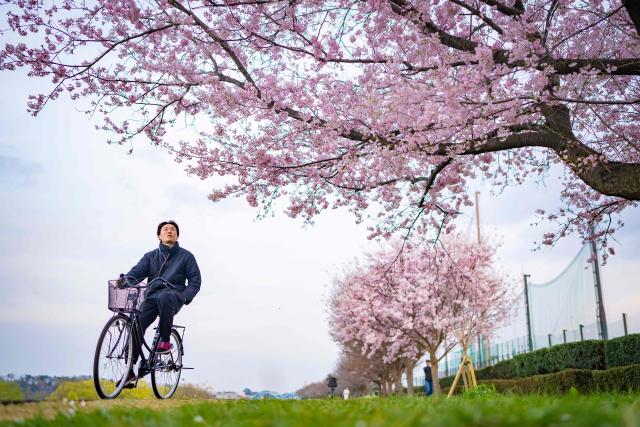 This picture taken on March 24, 2026 shows a man on a bicycle looking at a cherry blossom tree in Kawasaki, Kanagawa prefecture. (Photo by Yuichi YAMAZAKI / AFP)