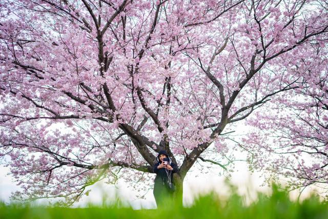 TOPSHOT - This picture taken on March 24, 2026 shows a woman taking selfies in front of a cherry blossom tree in Kawasaki, Kanagawa prefecture. (Photo by Yuichi YAMAZAKI / AFP)