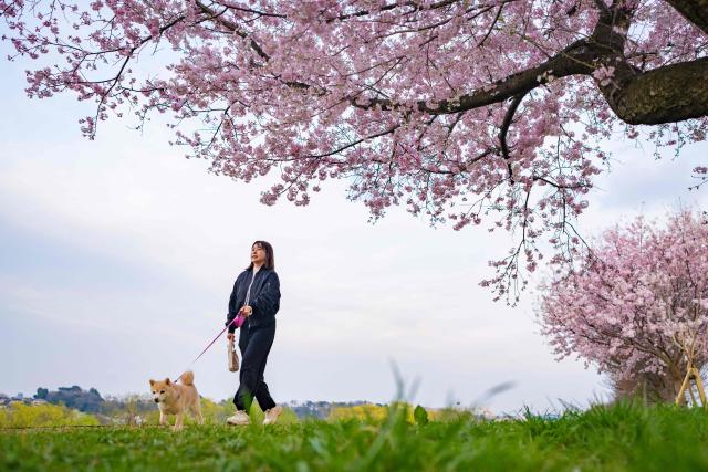 This picture taken on March 24, 2026 shows a woman walking her dog past cherry blossom trees in Kawasaki, Kanagawa prefecture. (Photo by Yuichi YAMAZAKI / AFP)