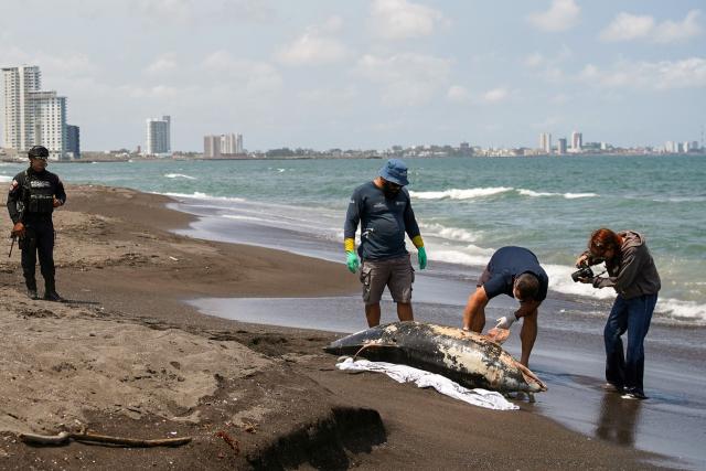 EDITORS NOTE: Graphic content / Mexican authorities and locals examine a dead dolphin found on a beach in Alvarado, Veracruz state, Mexico on March 24, 2026. Mexican authorities and local residents have removed more than 30 tons of "contaminated material" from beaches in the state of Veracruz (in eastern Mexico) following an oil spill reported in early March 2026, the Navy Secretariat announced on March 24. (Photo by Victoria RAZO / AFP)