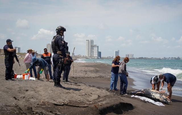 EDITORS NOTE: Graphic content / TOPSHOT - Mexican authorities and locals examine a dead dolphin found on a beach in Alvarado, Veracruz state, Mexico on March 24, 2026. Mexican authorities and local residents have removed more than 30 tons of "contaminated material" from beaches in the state of Veracruz (in eastern Mexico) following an oil spill reported in early March 2026, the Navy Secretariat announced on March 24. (Photo by Victoria RAZO / AFP)