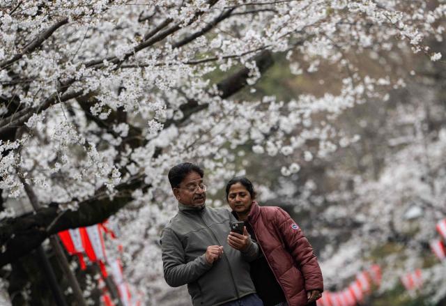 People look at pictures they took of cherry blossom trees at Ueno Park in Tokyo on March 25, 2026. (Photo by Andrew CABALLERO-REYNOLDS / AFP)