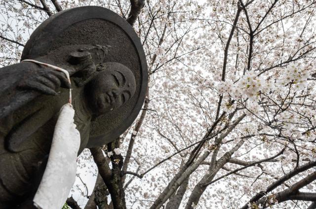 A Buddhist statue is seen under cherry blossom trees in the Ueno Sakura Joen Cemetery in Tokyo on March 25, 2026. (Photo by Andrew CABALLERO-REYNOLDS / AFP)