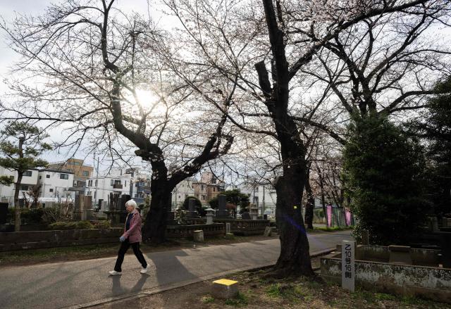 A woman goes for a morning walk past cherry blossom trees and headstones in the Yanaka Cemetery in Tokyo on March 25, 2026. (Photo by Andrew CABALLERO-REYNOLDS / AFP)