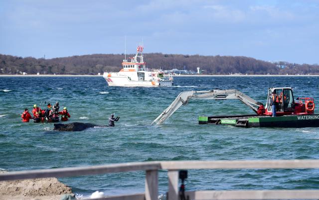 Divers and helpers try to rescue a stranded humpback whale off the Baltic Sea coast of Timmendorfer Strand near Luebeck, northern Germany, on March 26, 2026. The health of the animal is deteriorating, as efforts to free the whale continued. The 10-metre (33-foot) long whale was first spotted stuck in shallow water close to Niendorf near the city of Luebeck early on Monday, March 23, 2026. Rescuers have been trying since to get it back into deeper water, so far without success. (Photo by Daniel Bockwoldt / dpa / AFP) / Germany OUT