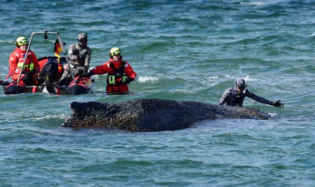 Divers and helpers try to rescue a stranded humpback whale off the Baltic Sea coast of Timmendorfer Strand near Luebeck, northern Germany, on March 26, 2026. The health of the animal is deteriorating, as efforts to free the whale continued. The 10-metre (33-foot) long whale was first spotted stuck in shallow water close to Niendorf near the city of Luebeck early on Monday, March 23, 2026. Rescuers have been trying since to get it back into deeper water, so far without success. (Photo by Daniel Bockwoldt / dpa / AFP) / Germany OUT