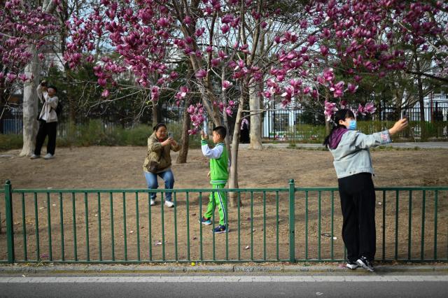People take picture with flowers along a road in Beijing on March 27, 2026. (Photo by WANG Zhao / AFP)