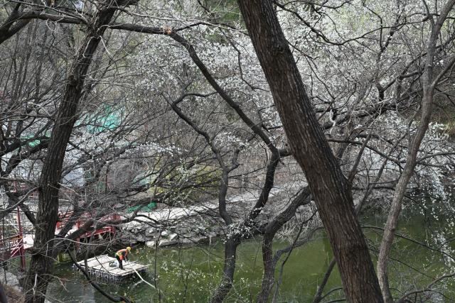 A worker uses a raft on a river as people visit the Summer Palace or Yiheyuan as flowers bloom during the Spring season in Beijing on March 27, 2026. (Photo by ADEK BERRY / AFP)