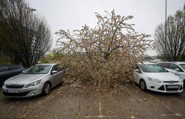 This photograph shows a fallen tree after a storm hit Zagreb, on March 27, 2026. The Croatian capital was hit by stormy weather, with wind gusts reaching up to 120 km/h, toppling trees and blowing off roof tiles. (Photo by Marko PARKOV / AFP)