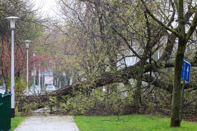 This photograph shows a fallen tree after a storm hit Zagreb, on March 27, 2026. The Croatian capital was hit by stormy weather, with wind gusts reaching up to 120 km/h, toppling trees and blowing off roof tiles. (Photo by Marko PARKOV / AFP)