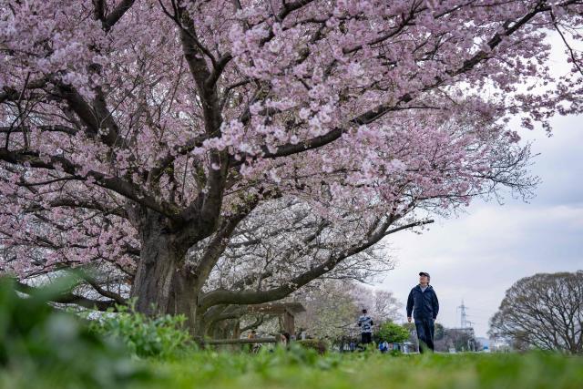 A man looks up at cherry blossom trees in Kawasaki, Kanagawa prefecture on March 27, 2026. (Photo by Yuichi YAMAZAKI / AFP)