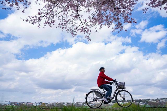 A man on a bicycle looks at cherry blossom trees in Kawasaki, Kanagawa prefecture on March 27, 2026. (Photo by Yuichi YAMAZAKI / AFP)