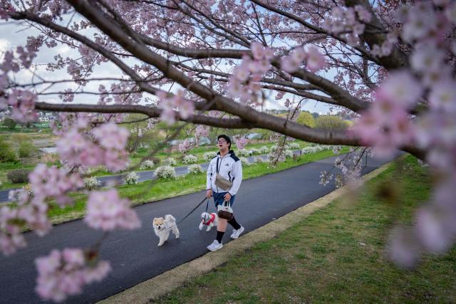 A man looks at cherry blossom trees as he walks his dogs in Kawasaki, Kanagawa prefecture on March 27, 2026. (Photo by Yuichi YAMAZAKI / AFP)