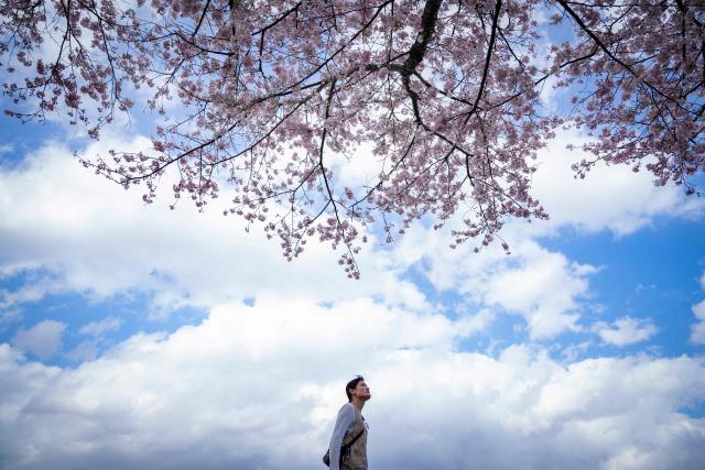 A woman looks at cherry blossom trees in Kawasaki, Kanagawa prefecture on March 27, 2026. (Photo by Yuichi YAMAZAKI / AFP)