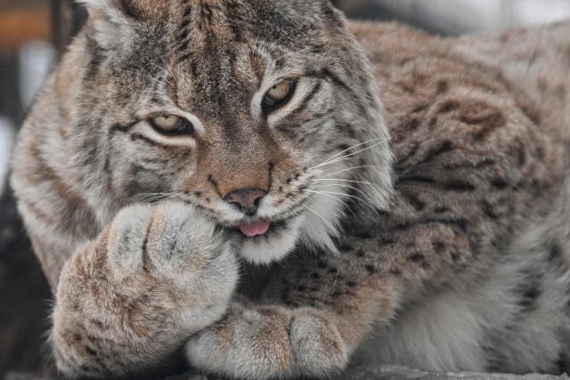 (FILES) An Eurasian lynx grooms itself at Moscow Zoo in Moscow on March 1, 2026. A four-month suspended prison sentence was requested on March 27, 2026 in Strasbourg against a 62-year-old woman prosecuted for killing a lynx—a strictly protected species—with a stick after it attacked one of her hens. (Photo by HECTOR RETAMAL / AFP)