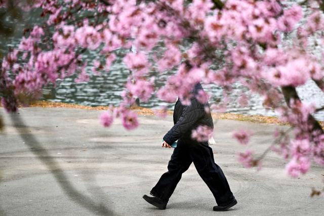 A woman walks along the banks of the Main river past a blossoming tree in Frankfurt am Main, western Germany, on March 27, 2026 as the air temperature reached 7 degrees Celsius above zero. (Photo by Kirill KUDRYAVTSEV / AFP)