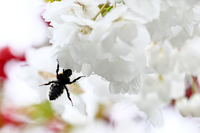 A bumblebee flies near blossoming trees in Frankfurt am Main, western Germany, on March 27, 2026 as the air temperature reached 7 degrees Celsius above zero. (Photo by Kirill KUDRYAVTSEV / AFP)