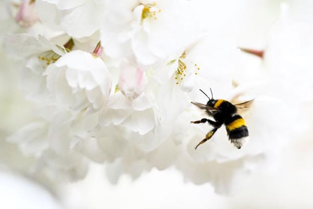 A bumblebee flies near blossoming trees in Frankfurt am Main, western Germany, on March 27, 2026 as the air temperature reached 7 degrees Celsius above zero. (Photo by Kirill KUDRYAVTSEV / AFP)