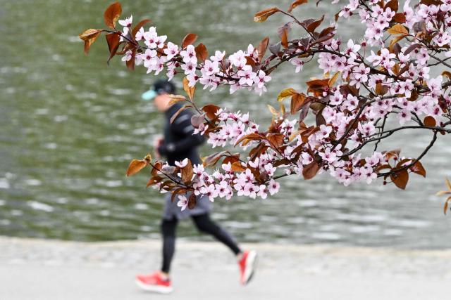 A man jogs along the banks of the Main river past a blossoming tree in Frankfurt am Main, western Germany, on March 27, 2026 as the air temperature reached 7 degrees Celsius above zero. (Photo by Kirill KUDRYAVTSEV / AFP)