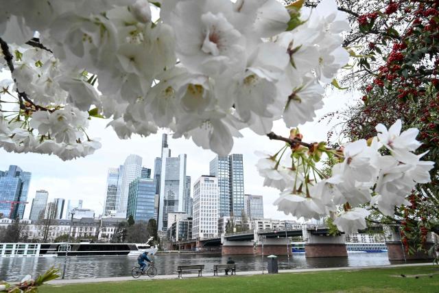 A person rides bicycle along the banks of the Main river past blossoming trees in Frankfurt am Main, western Germany, on March 27, 2026 as the air temperature reached 7 degrees Celsius above zero. (Photo by Kirill KUDRYAVTSEV / AFP)