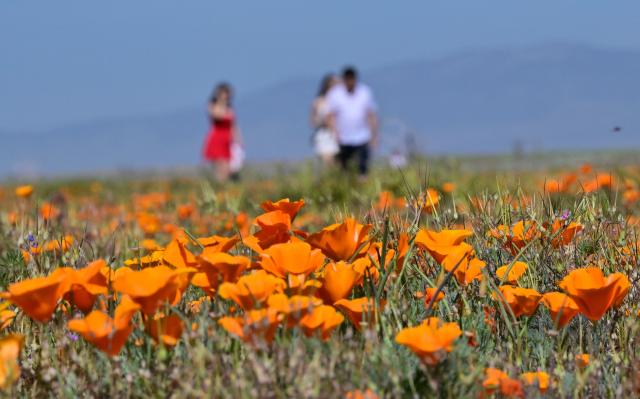 California poppies are seen in full bloom at Antelope Valley California Poppy State Natural Reserve in Lancaster, California on March 27, 2026. The California poppy is the state flower since 1903 and it blooms each spring in the Mojave Desert grasslands, some 75 miles from downtown Los Angeles. (Photo by Frederic J. BROWN / AFP)