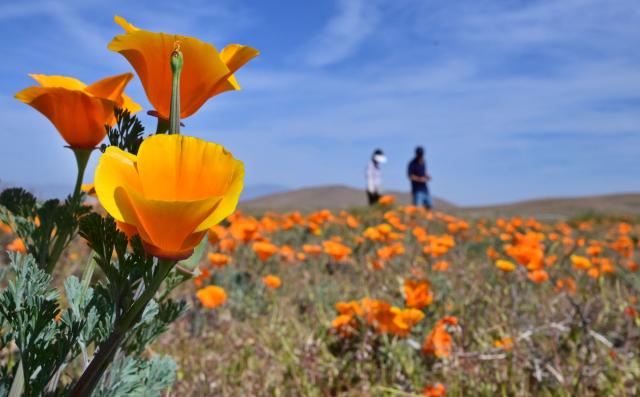 California poppies are seen in full bloom at Antelope Valley California Poppy State Natural Reserve in Lancaster, California on March 27, 2026. The California poppy is the state flower since 1903 and it blooms each spring in the Mojave Desert grasslands, some 75 miles from downtown Los Angeles. (Photo by Frederic J. BROWN / AFP)